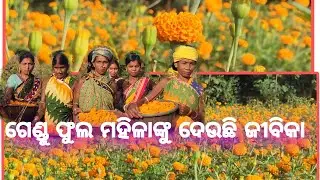 ବୋରିଗୁମ୍ମା-ଗେଣ୍ଡୁ ଫୁଲ ଦେଉଛି ମହିଳା ଙ୍କୁ ରୋଜଗାର।#jeypore_khabar