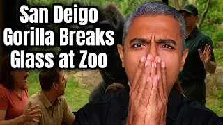 Scary Incident at San Diego Zoo: 400-Pound Gorilla Breaks Glass Wall Enclosure in Front of Visitors