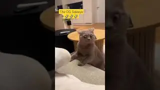 Bombastic Side Eye, Criminal Offensive Side Eye 👀😹😹🤣 #cats #funny #talkingcats #catcat #cat #catsrul