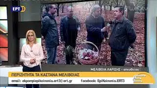 Περιζήτητα τα κάστανα της Μελιβοίας | 23/10/2018 | ΕΡΤ