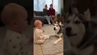 The Grand Finale! Baby vs. Husky: The Rematch 🏆