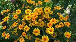 Mexican sunflower  / Heliopsis&nbsp;scabra&nbsp;Summer Sun Heliopsis, False Sunflower