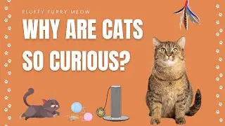 Why Are Cats So Curious? The Science Behind It