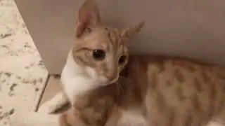 Anakinn 