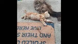 Napping orange swirl tabby kitten with mommy and sister