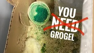 GroGel in chick shipping boxes