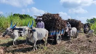 Bullock Cart Ride | Bullock Cart Video