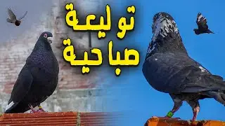 توليعة صباحية فالحمام الادرون| palomos ladrones