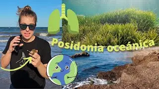 la salvación del mediterráneo, el pulmón del planeta | Posidonia oceánica