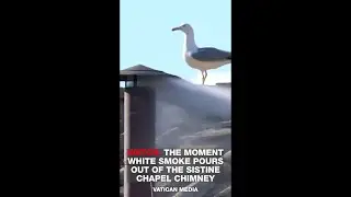 White smoke poured from the chimney of the Sistine Chapel signaling the election of a new pope