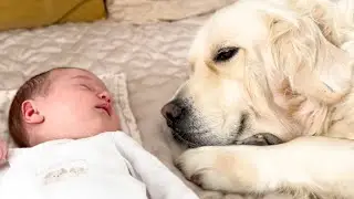 Golden Retriever Refuses to Leave Sleeping Newborn Baby