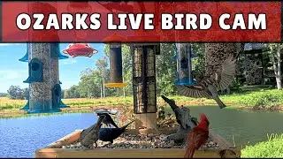 Live Birds Ozarks Missouri feeder Cam 🐦Sunset