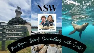 Montague Island NSW: Snorkelling with Seals!