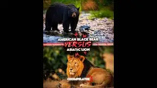 Black Bear vs Asiatic Lion #shorts #edit #wisedit #animals #blackbear #asiaticlion