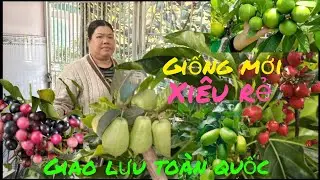 12/1 Giao lưu .ổi .chanh Mỹ .khế .cốc Thái .đủ loại giá rẻ #lh0398186607#bao Síp ...