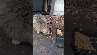 Stray Cat Love ❤️ All the Wonderful moments