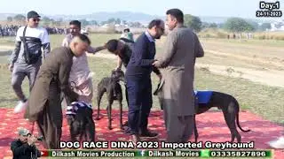 track Derby Dina/ Imported Greyhound / Day 1 /24.11.2023