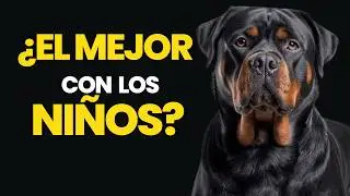 Rottweiler: El Protector Ideal para tus Ni&ntilde;os