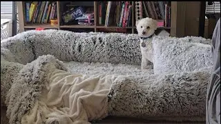 Human Dog Bed Review: Excellent Gift for Teens or Pet owners