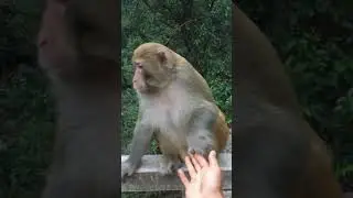 Monkey is speechless#Monkey  #crazymonkey #animals #crazymonkeys #cute #babymonkey #monkey #funny