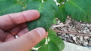 Growing Potatoes over Autumn & Winter - Melbourne Australia
