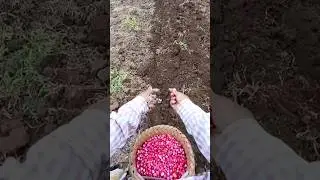 #shorts #agriculture #farming2024 #satisfying #machine #shot #EliteShortsUnleashed #4886