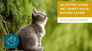 JE KITTEN/KAT VOOR HET EERST NAAR BUITEN LATEN - De gelukkige huiskat- kattengedrag