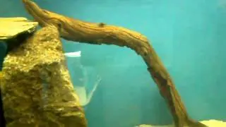 Rainbow Oblongum Gymnogeophagus labiatus Cichlids