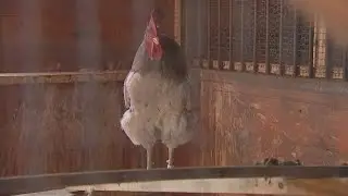 Ohio reports first human case of bird flu from Mercer County farmer