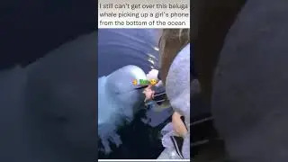Dolphin Brings Phone 📱 Back #shorts #shortsvideo #viral #viralvideos #animals #dolphin