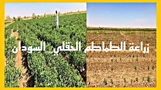 زراعة الطماطم الحقلي | الطماطم الصيفي | رائد الاعمال عمار | السودان _ دنقلا