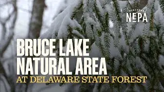 Winter at Bruce Lake Natural Area at Delaware State Forest | Greentown, PA