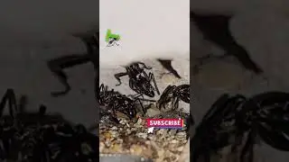 🚩❤NEOPONERA Villosa Cuidados (HORMIGUERO especializado) Tips de crianza #texants #shorts