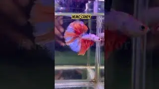 Nemo candy Fullmoon betta #bettafish #bettalovers #viral #aquariumhobby #aquariumfish #fighterfish