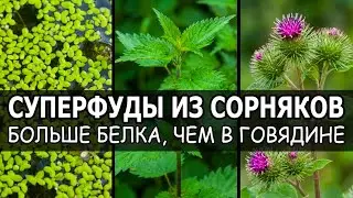 10 Сорняков, Где Белка Больше, Чем В Мясе.