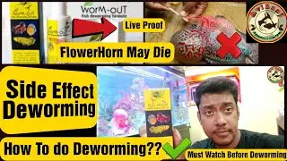 How To Deworm a Flowerhorn Fish in Just 2 Simple Steps in hindin