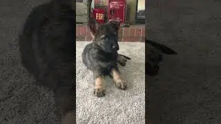 Czech Shepherd puppy.