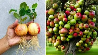 Grow apple tree from apple in water 🍏🍎