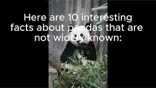Here are 10 interesting facts about pandas that are not widely known
