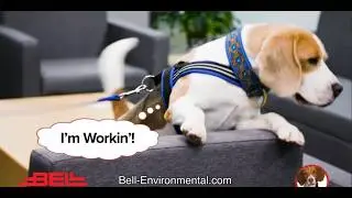 Где Роско? Он работает на Bell, чтобы найти и уничтожить клопов.