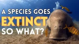What Happens When A Species Goes Extinct? The effects of an extinction that you don't think about