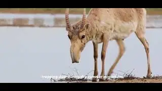 TOP 5 WEIRDEST ANIMALS ON EARTH! #facts #triviatricks  #funny #history #didyouknow