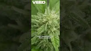 🔥 Kief: The Golden Dust of Cannabis 🔥