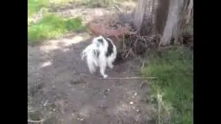 Dog Burying Bone