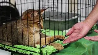 Purebred abyssinian cat relaxing in cage during cat show