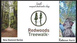 Redwoods | Daytime Treewalk | Suspension Bridge | 4K | Rotorua | New Zealand Series | Rotorua Part 6