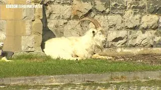 This is how a herd of goats raised &pound;50,000+ for a hospice in Wales
