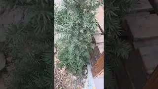 Тис ягідний в моєму саду. Колоновидний та кущовий.
