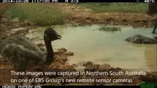 Remote Camera | Emu's in the Water