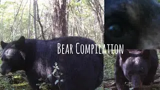Compilation of Bear Trail Camera Videos